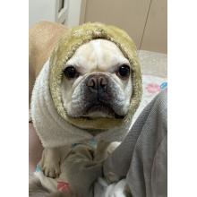 チヨちゃん