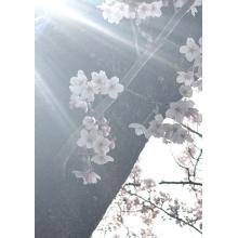 ゆりか